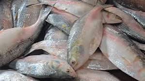 ভারতে ইলিশ রপ্তানি বন্ধে ব্যবস্থা নিতে আইনি নোটিশ